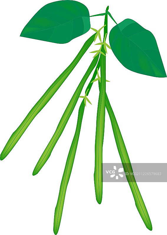 新鲜美味的青豆图片素材