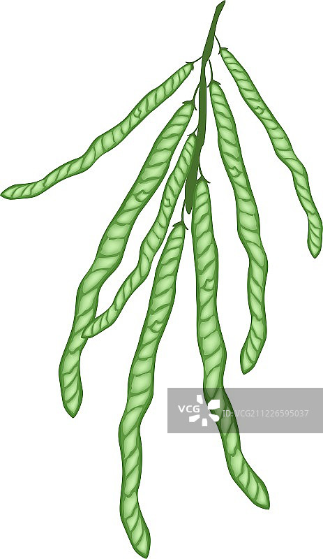 美味新鲜绿豆图片素材