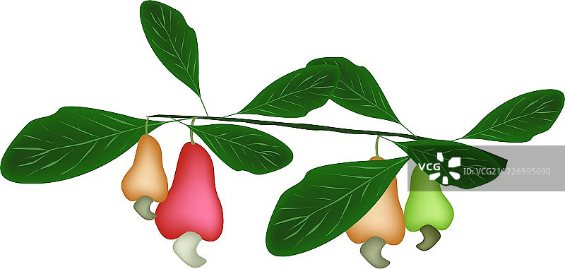 植物上的新鲜未成熟腰果图片素材