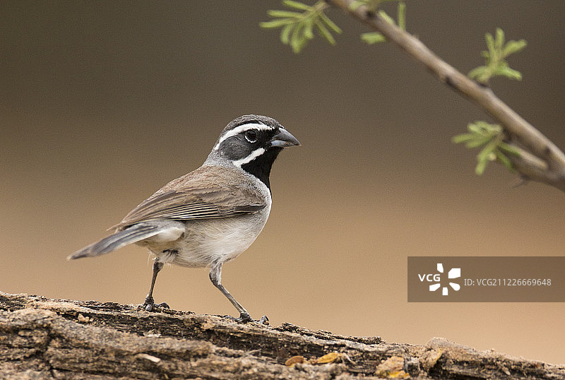 黑喉雀图片素材