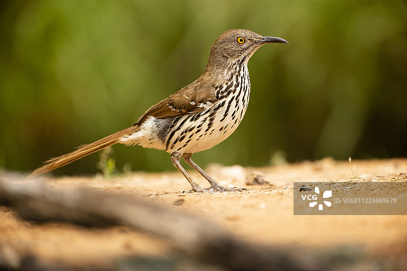 长嘴反舌鸫图片素材