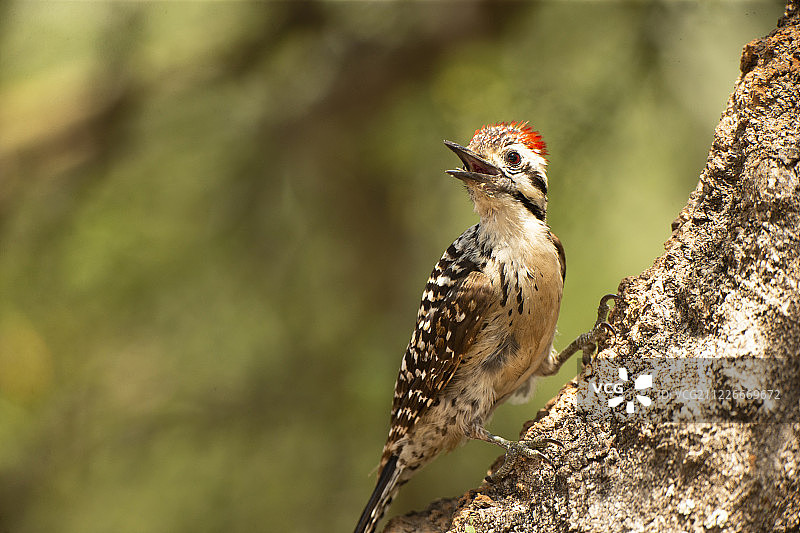 梯背啄木鸟图片素材