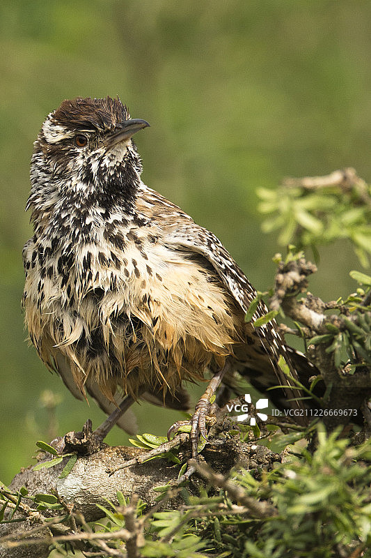 仙人掌鹪鹩图片素材