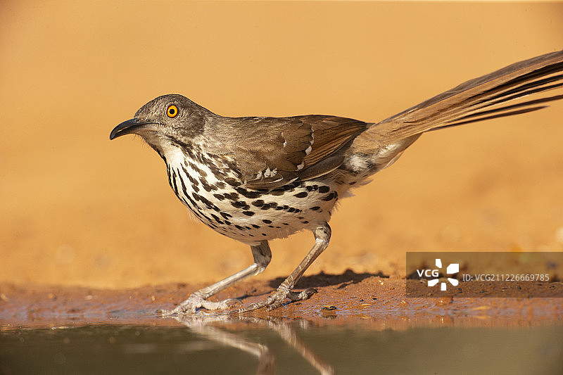 长嘴反舌鸫图片素材