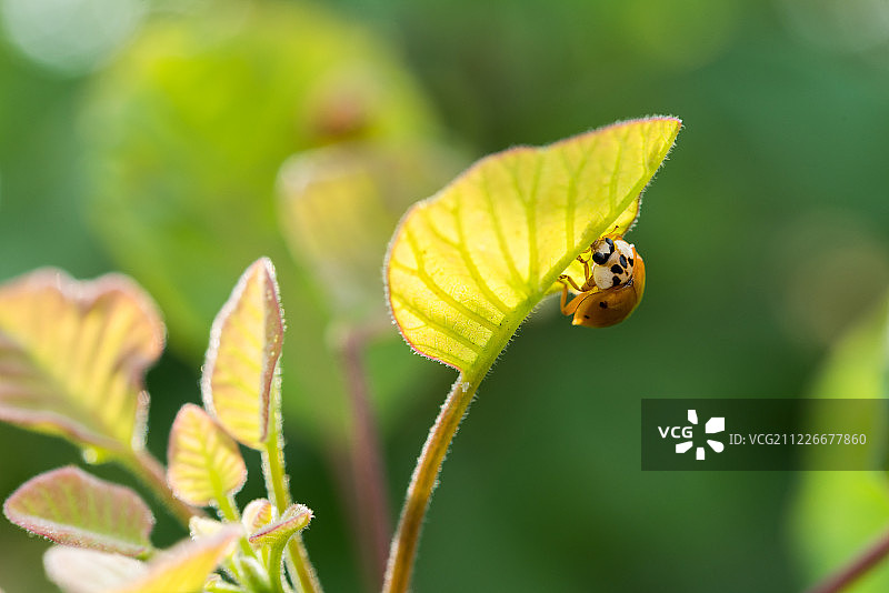 在树叶上爬行的瓢虫图片素材