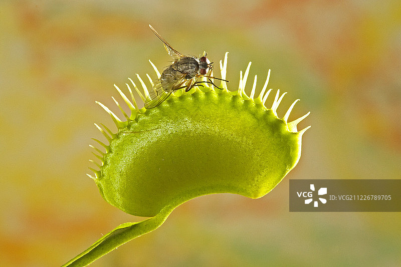 维纳斯捕蝇草特写图片素材