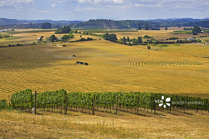 俄勒冈州威拉米特河谷山坡葡萄园图片素材