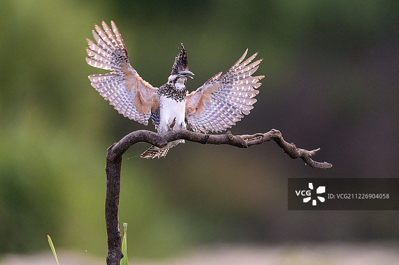 冠鱼狗展示高飞图片素材