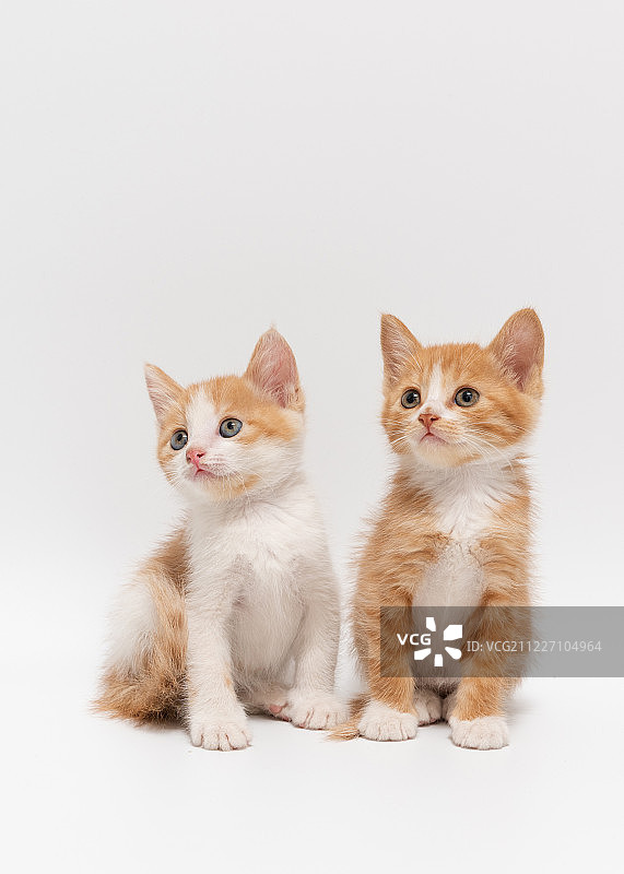 可爱的小猫图片素材