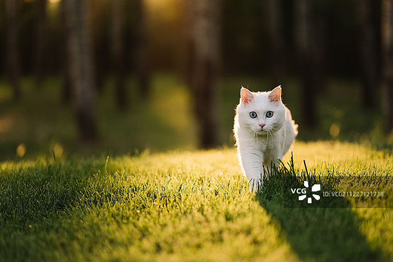 夕阳下草地上的猫图片素材