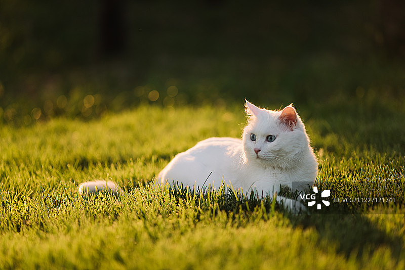 夕阳下草地上的猫图片素材