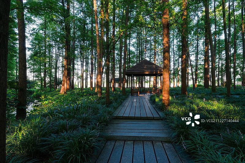 浙江杭州西湖风景区曲院风荷夏季风光图片素材