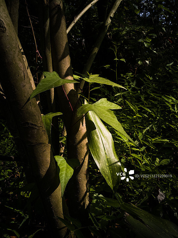 特写绿色植物图片素材