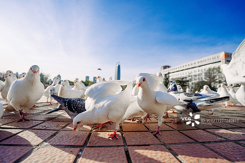 蓝天白云下低视角近距离拍摄看着镜头站在广场上的许多鸽子图片素材