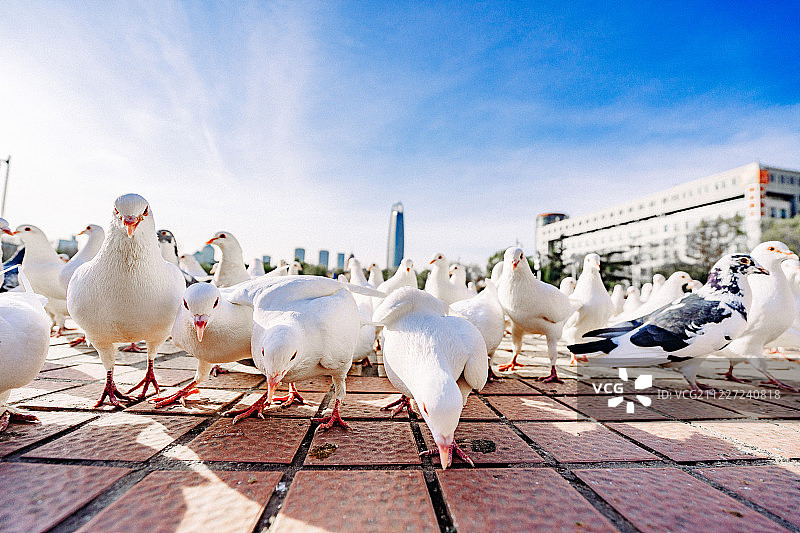蓝天白云下低视角近距离拍摄看着镜头站在广场上的许多鸽子图片素材