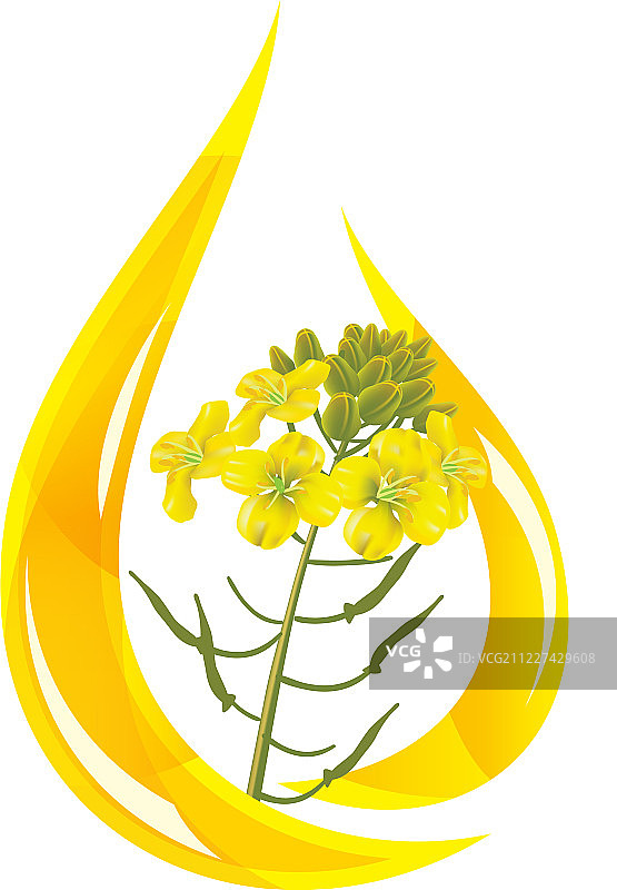 芥末油图片素材