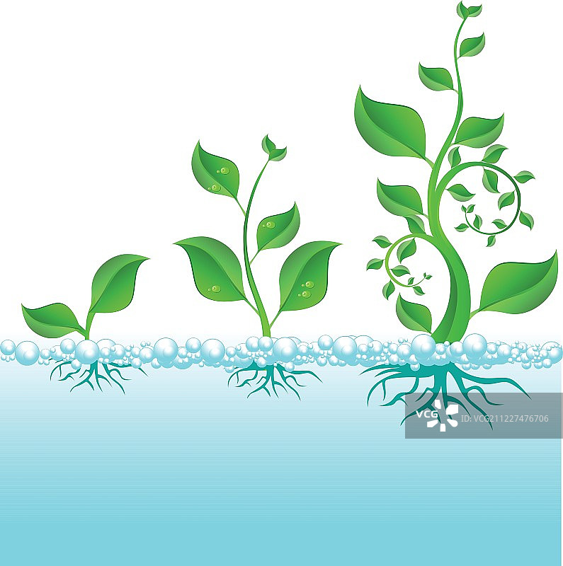 水生植物生长图片素材