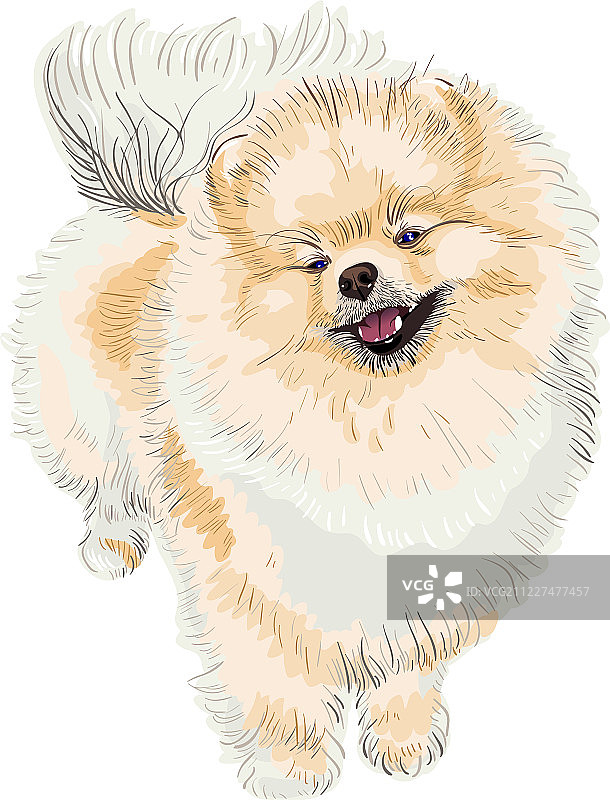 纯种犬图片素材