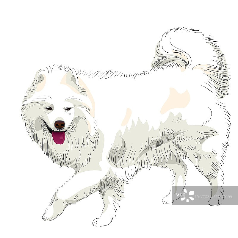 萨摩耶犬图片素材