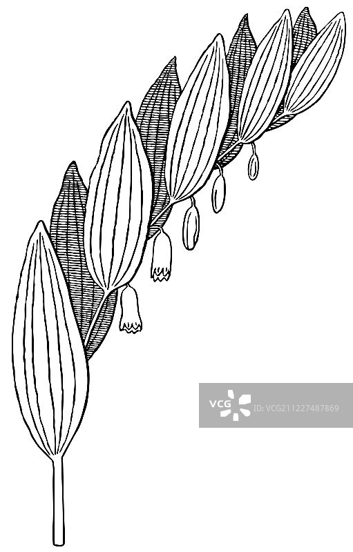 植物黄精图片素材