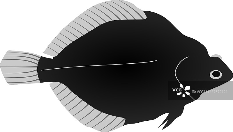 比目鱼图片素材