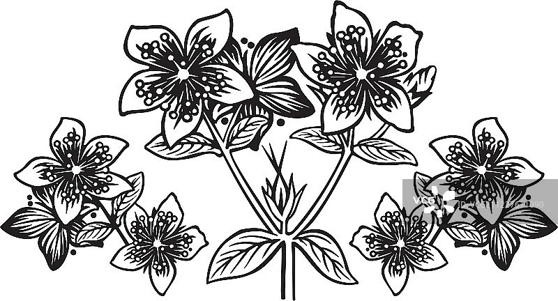 金丝桃图片素材