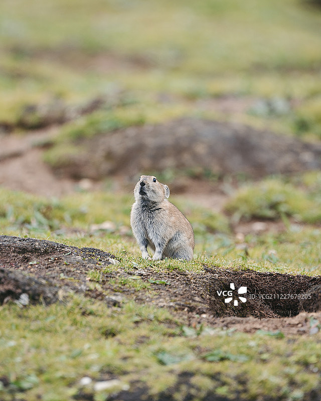 鼠兔（又称高原鼠兔、黑唇鼠兔），野生动物，是青藏高原特有种图片素材