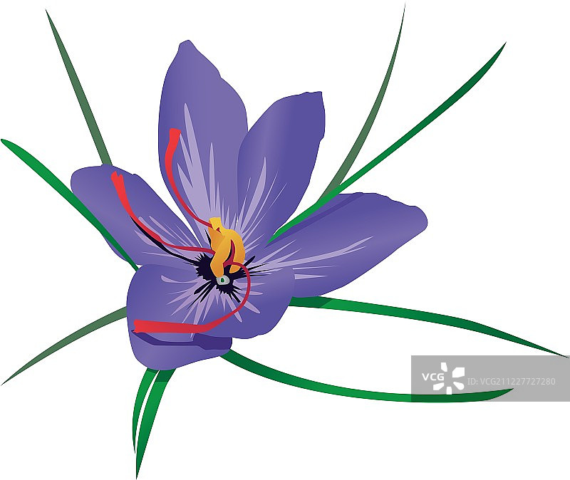 番红花属图片素材