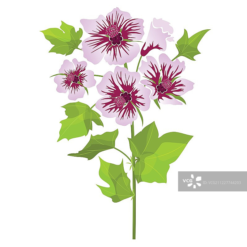 带有绿叶的粉色锦葵花图片素材