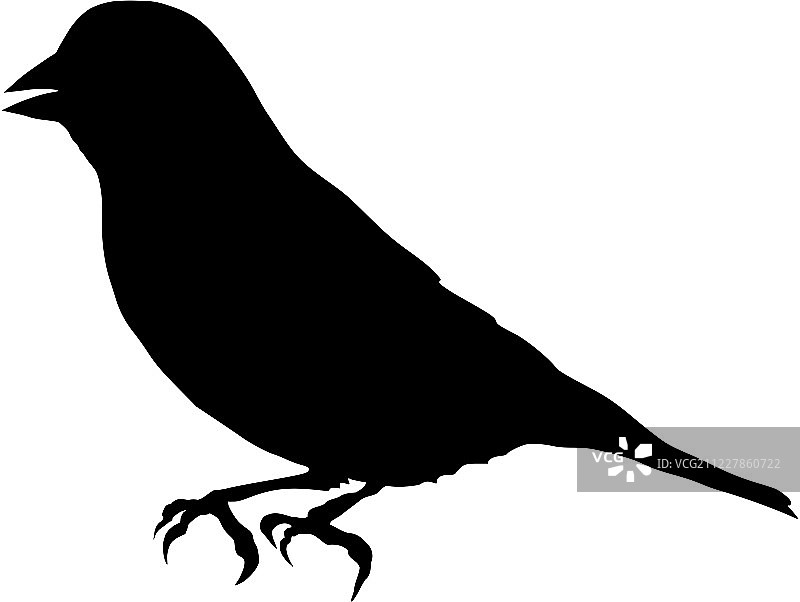 金翅雀轮廓图片素材