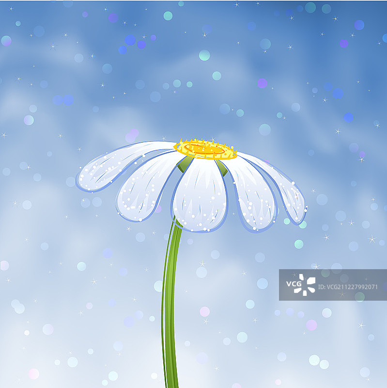 白色的雏菊图片素材