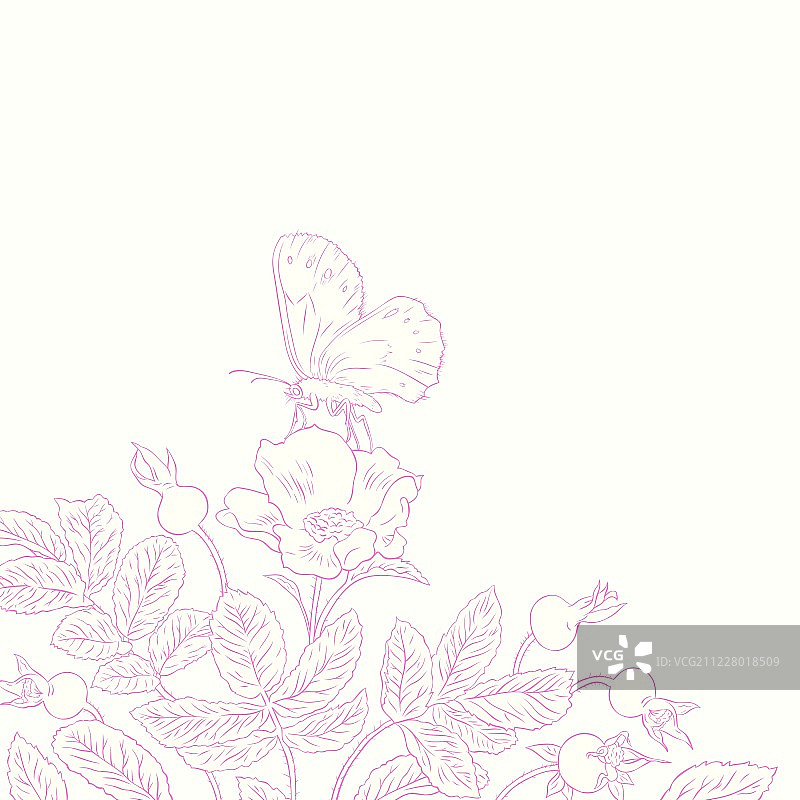 玫瑰果和蝴蝶图片素材