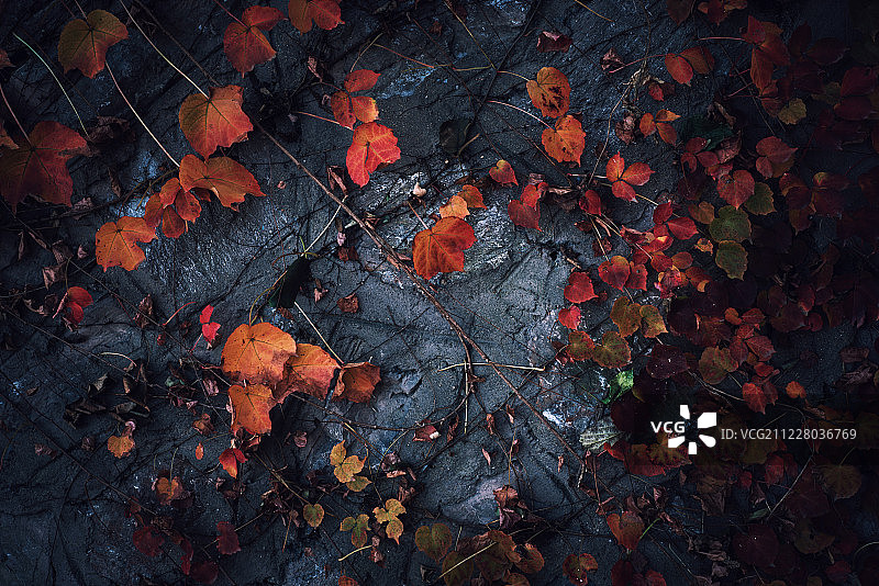 红枫叶石板背景板岩图片素材