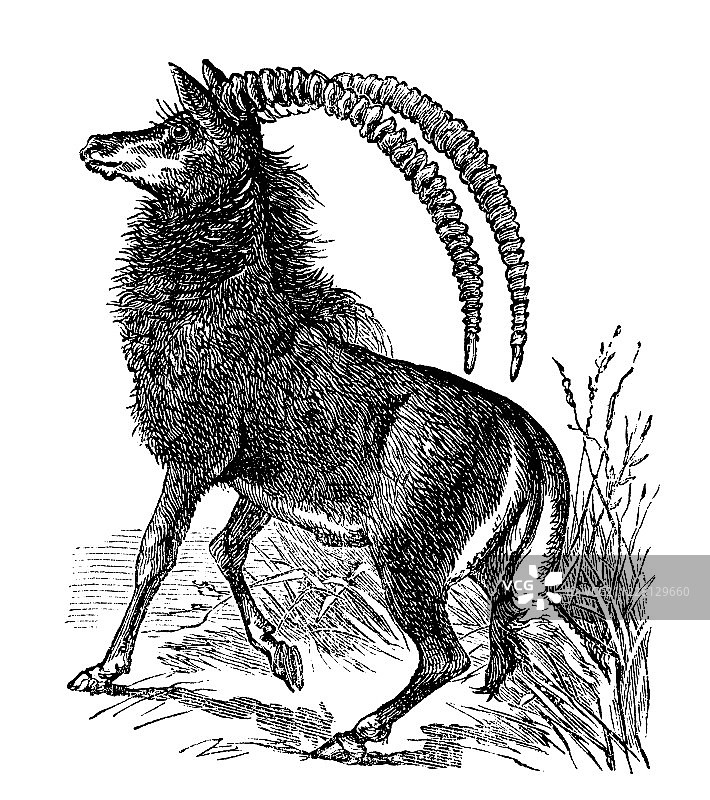 黑貂羚羊复古版画图片素材