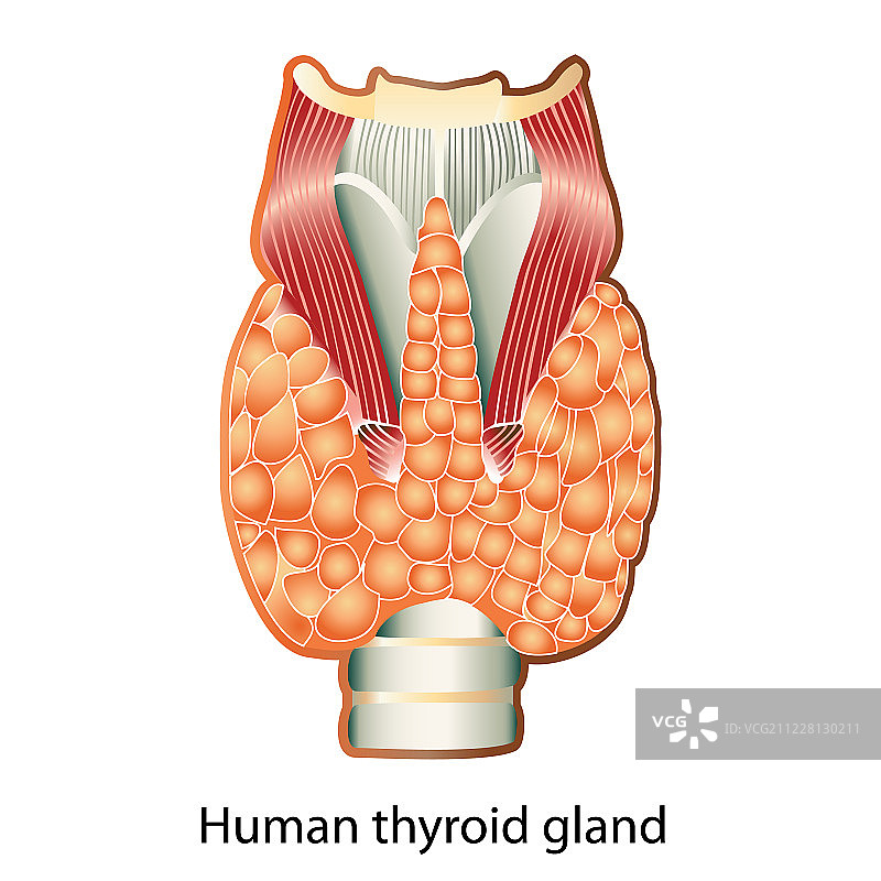 人体甲状腺图片素材