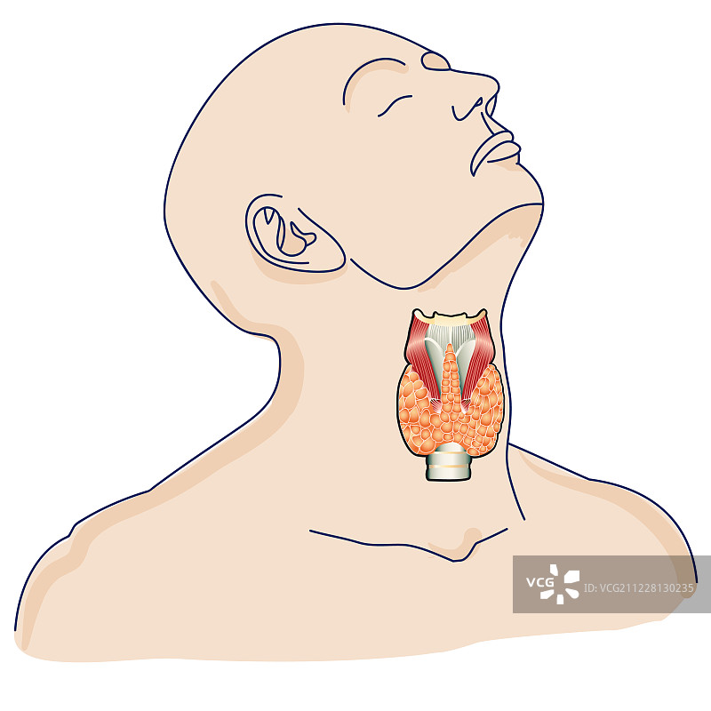 人体内的甲状腺图片素材