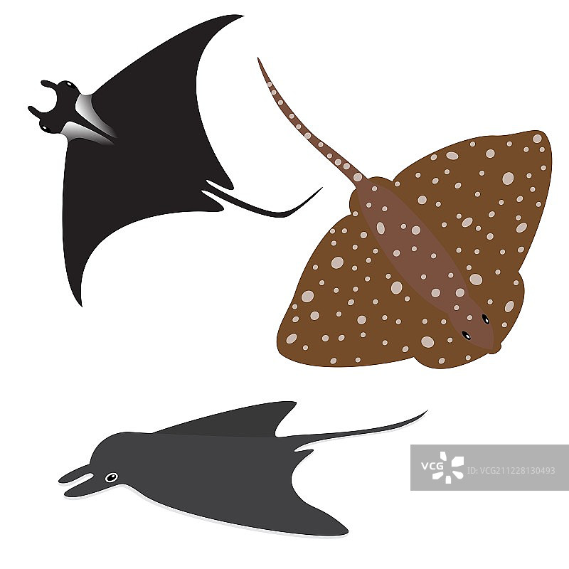 黄貂鱼合集图片素材