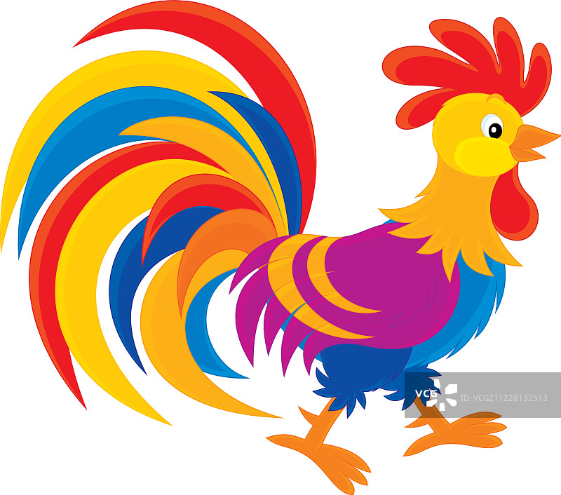 公鸡图片素材