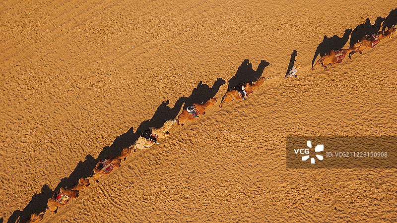 腾格里沙漠驼影图片素材
