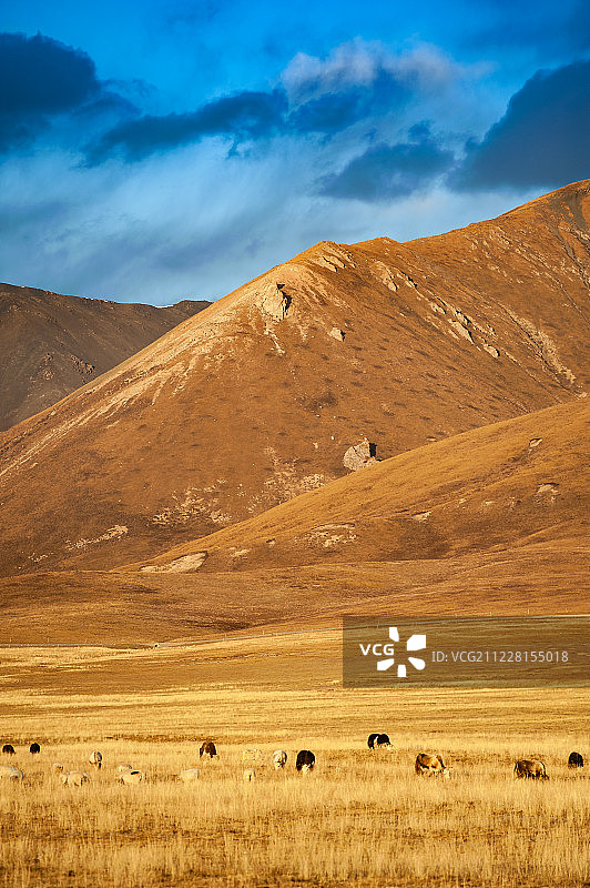 西北高原牧场图片素材