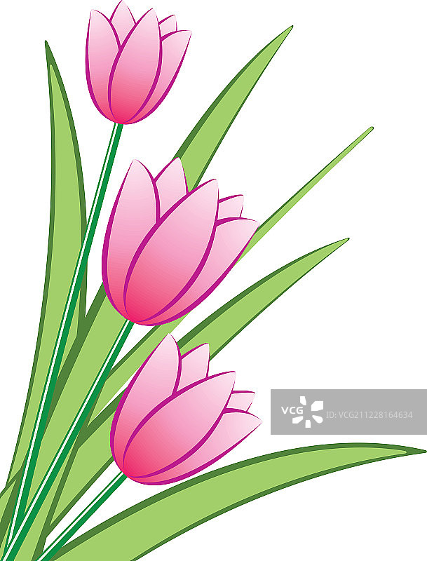 矢量粉色郁金香图片素材
