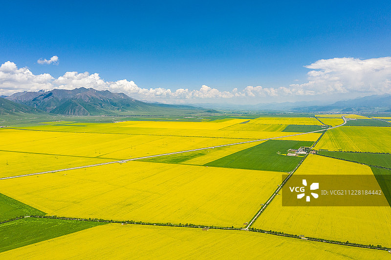 航拍蓝天白云下青海门源油菜花和青稞田图片素材