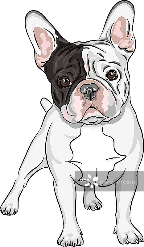 家养狗，白色的法国斗牛犬品种图片素材