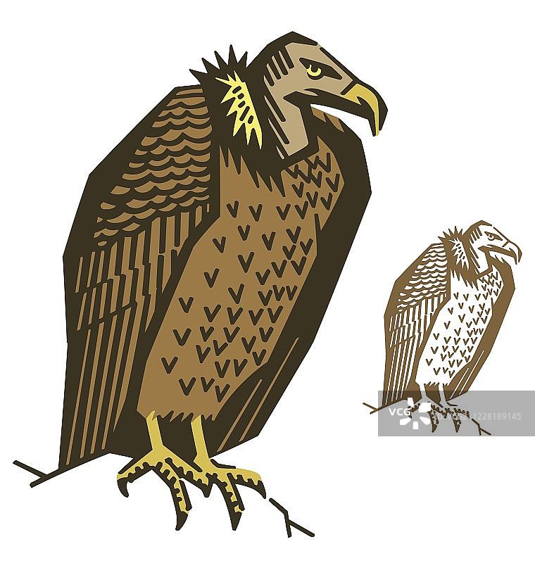秃鹫图片素材