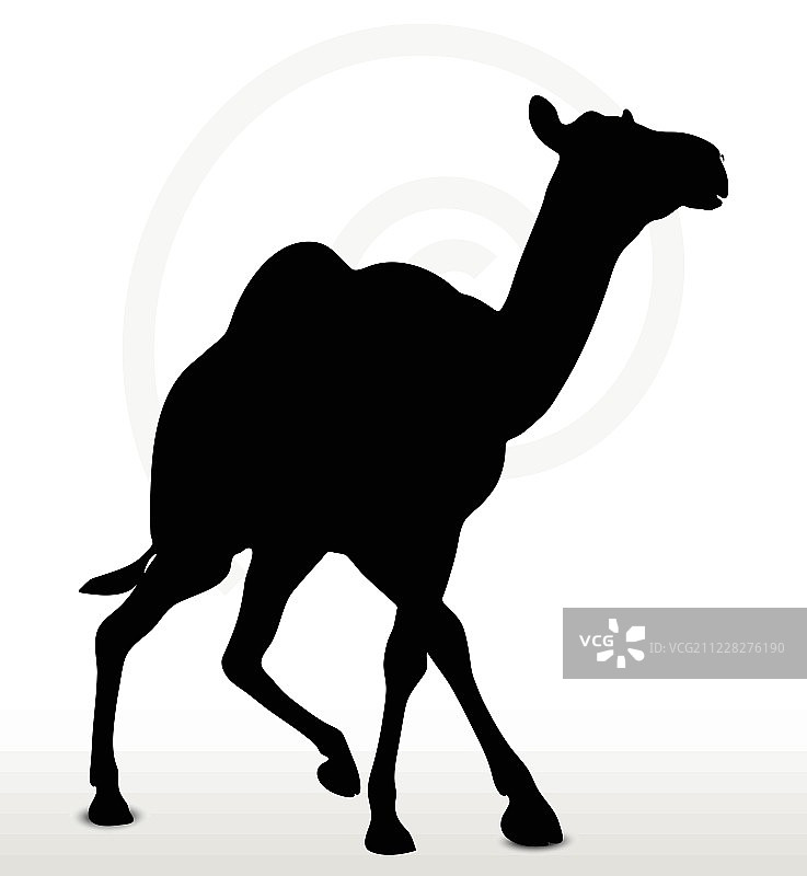 小跑姿势的骆驼图片素材