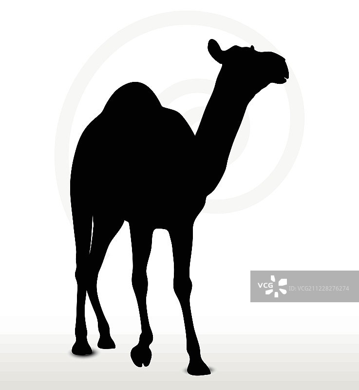 行走中的骆驼图片素材