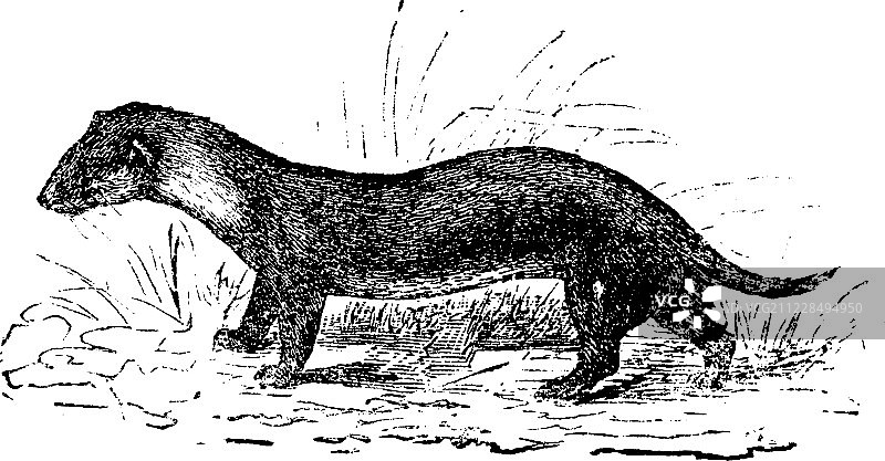 欧洲艾鼬复古雕刻图片素材