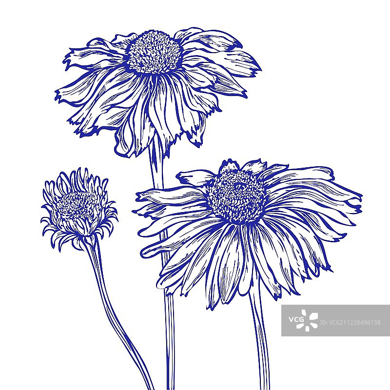 雏菊花图片素材