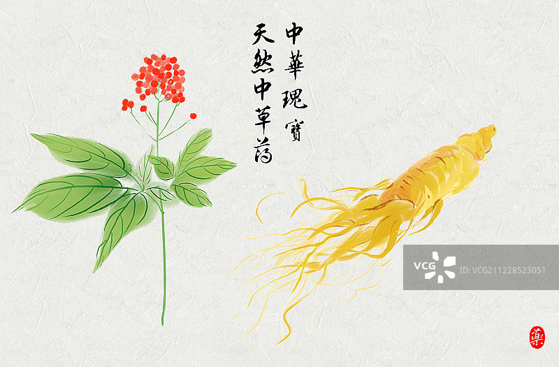 手绘名贵中草药人参图片素材