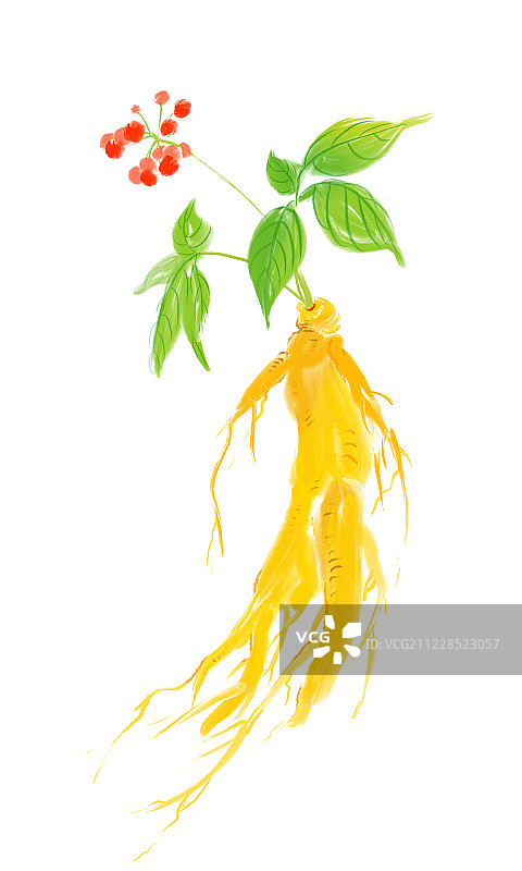 手绘名贵中草药人参图片素材